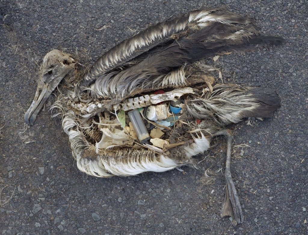 Greenpeace: Европа совершила прорыв в борьбе с пластиком, но теперь должна защитить его в битве с производителями